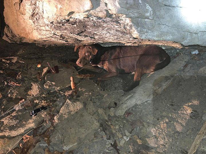 11-16 Rescuer - Dog.jpg